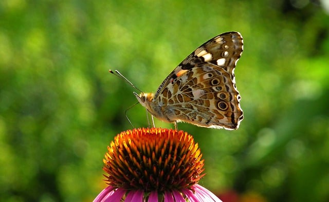 Free download butterfly insect flowers echinacea free picture to be edited with GIMP free online image editor