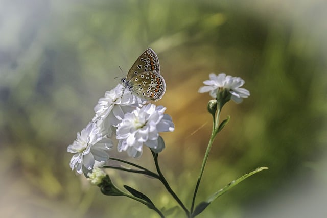 Free download butterfly insect flowers lycaenidae free picture to be edited with GIMP free online image editor
