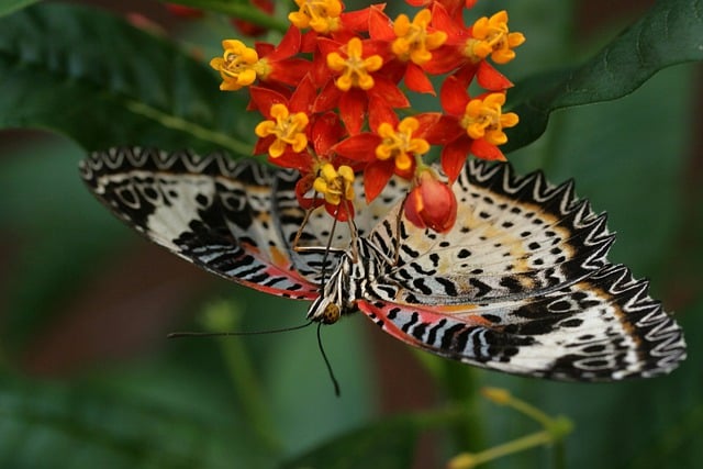 Free download butterfly insect flowers pollen free picture to be edited with GIMP free online image editor