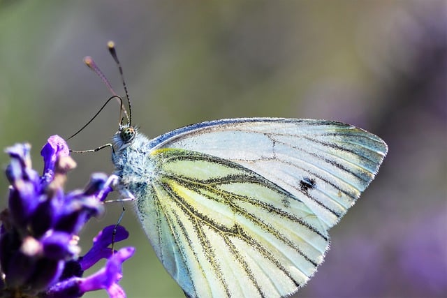 Free download butterfly insect flower wings free picture to be edited with GIMP free online image editor