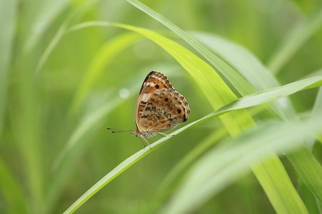 Free download butterfly insect grass leaves free picture to be edited with GIMP free online image editor