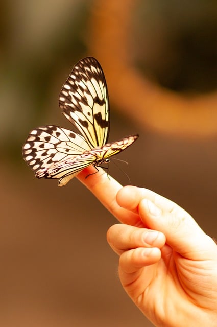 Free download butterfly insect hand nature free picture to be edited with GIMP free online image editor