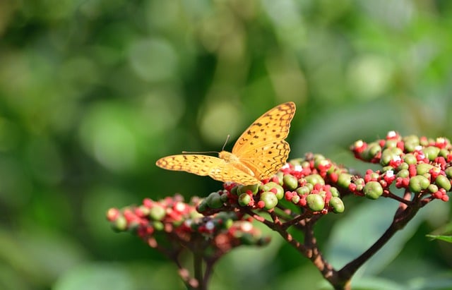 Free download butterfly insect imperial coat free picture to be edited with GIMP free online image editor