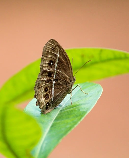 Free download butterfly insect leaves plants free picture to be edited with GIMP free online image editor