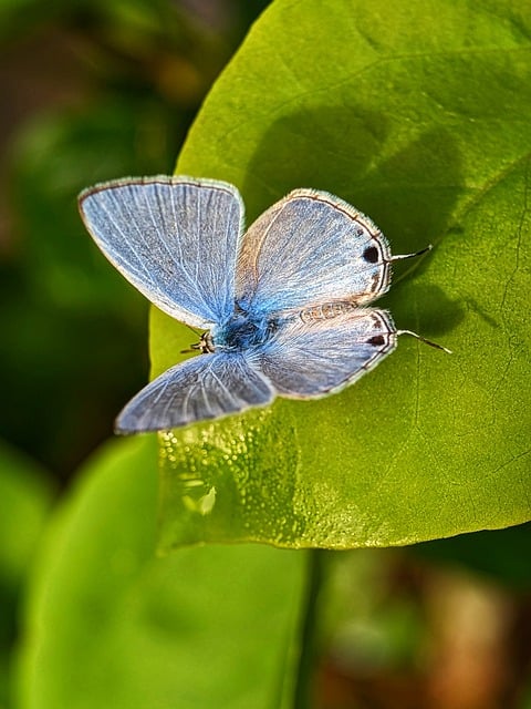 قم بتنزيل صورة مجانية لحشرة الفراشة تترك حبوب اللقاح لتحريرها باستخدام محرر الصور المجاني عبر الإنترنت GIMP