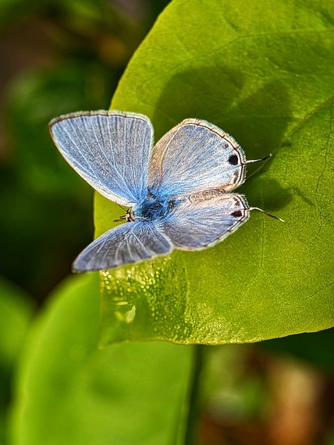 Free download butterfly insect leaves pollen free picture to be edited with GIMP free online image editor