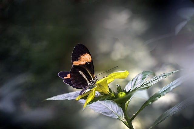 Free download butterfly insect macro tropic free picture to be edited with GIMP free online image editor