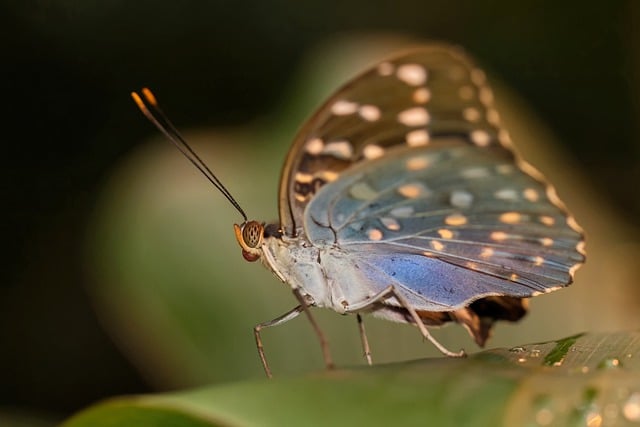 Free download butterfly insect macro wildlife free picture to be edited with GIMP free online image editor