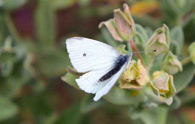 Free download butterfly insect moth free picture to be edited with GIMP free online image editor