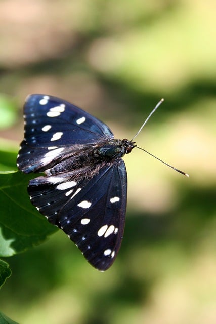 Free download butterfly insect moths fauna free picture to be edited with GIMP free online image editor