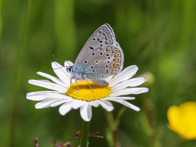 Free download butterfly insect nature macro free picture to be edited with GIMP free online image editor