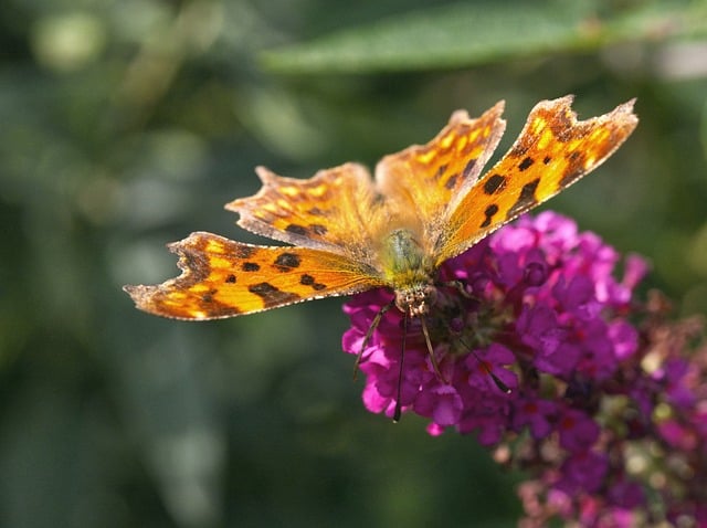 Free download butterfly insect nature orange free picture to be edited with GIMP free online image editor