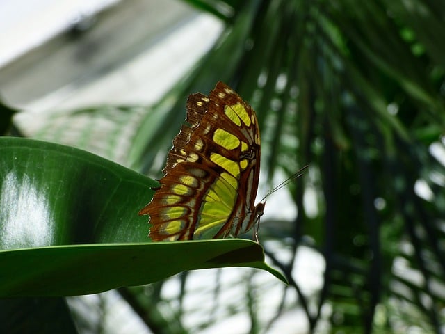 Kostenloser Download Schmetterling Insekt Naturflügel Kostenloses Bild, das mit dem kostenlosen Online-Bildeditor GIMP bearbeitet werden kann