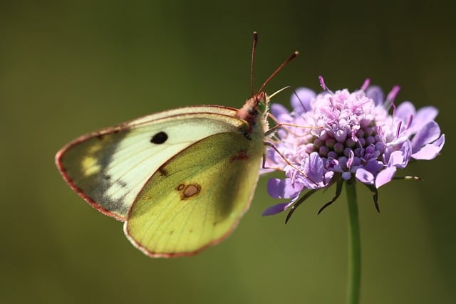 Free download butterfly insect nature wing free picture to be edited with GIMP free online image editor