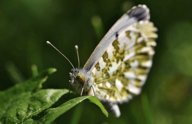 Descargue gratis la imagen gratuita del jardín de plantas de insectos de mariposas para editar con el editor de imágenes en línea gratuito GIMP