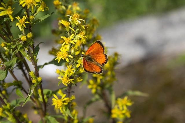 Free download butterfly insect pollination free picture to be edited with GIMP free online image editor