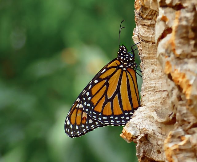 Free download butterfly insect pollination nature free picture to be edited with GIMP free online image editor