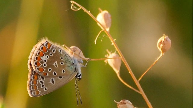 Free graphic butterfly insect polyommatus icarus to be edited by GIMP free image editor by OffiDocs