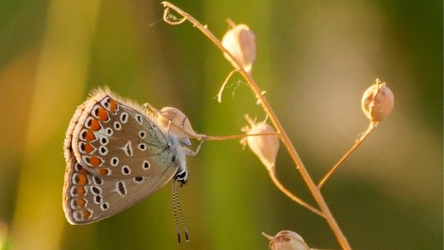 Free download butterfly insect polyommatus icarus free picture to be edited with GIMP free online image editor