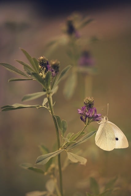 Free download butterfly insects flowers fauna free picture to be edited with GIMP free online image editor