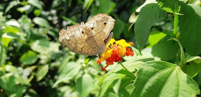 Free download Butterfly Insects New -  free photo or picture to be edited with GIMP online image editor