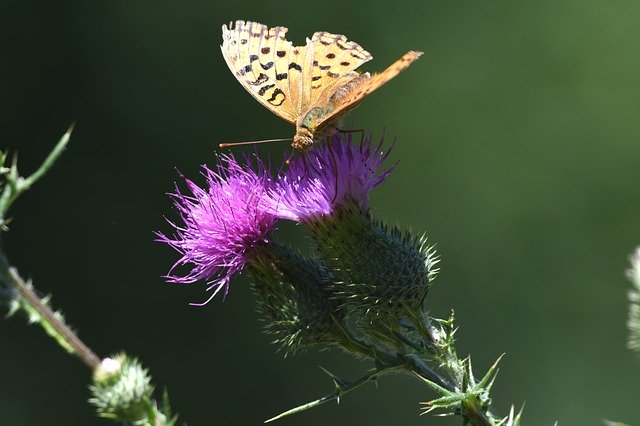 Gratis download Butterfly Insect Thistle - gratis foto of afbeelding om te bewerken met GIMP online afbeeldingseditor