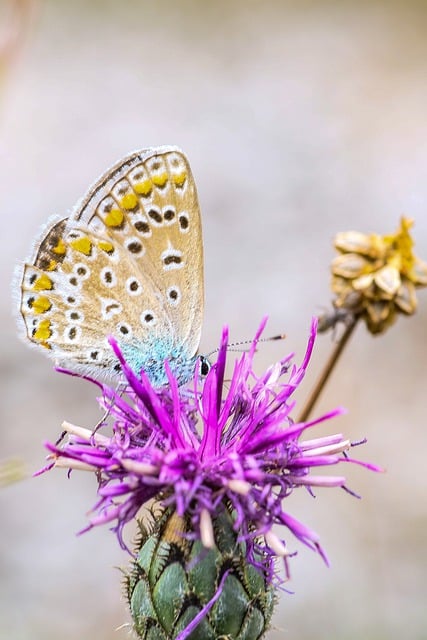 Free download butterfly insect wildlife nature free picture to be edited with GIMP free online image editor