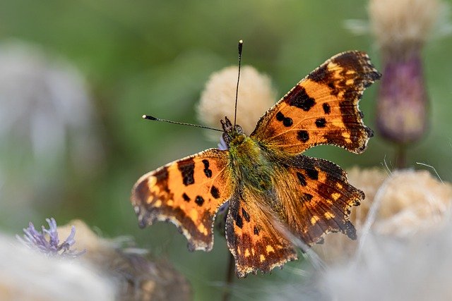 Free download Butterfly Insect Wing -  free photo or picture to be edited with GIMP online image editor