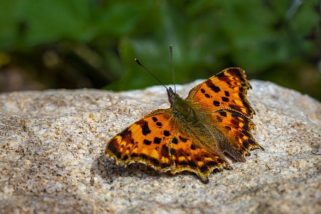 Bezpłatne pobieranie motyla skrzydło owada z przecinkiem do edycji za pomocą bezpłatnego internetowego edytora obrazów GIMP