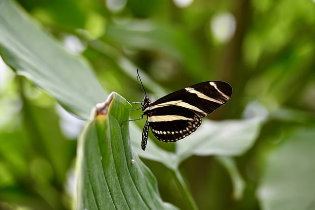 Free download butterfly insect wing entomology free picture to be edited with GIMP free online image editor
