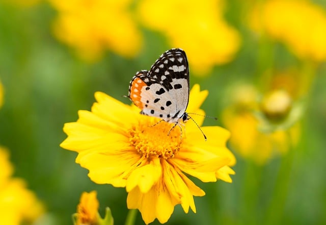 Free download butterfly insect wings animal free picture to be edited with GIMP free online image editor