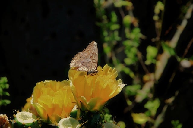 Free download butterfly insect wings flower free picture to be edited with GIMP free online image editor