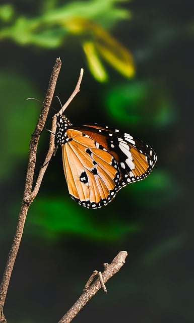 Free download butterfly insect wings macro free picture to be edited with GIMP free online image editor
