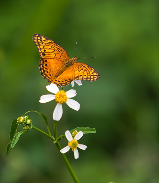 Free download butterfly insect wings orange free picture to be edited with GIMP free online image editor