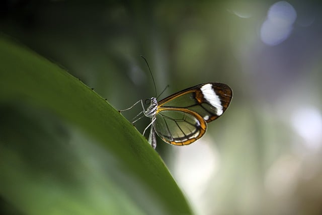 免费下载蝴蝶昆虫翅膀透明免费图片可使用 GIMP 免费在线图像编辑器进行编辑