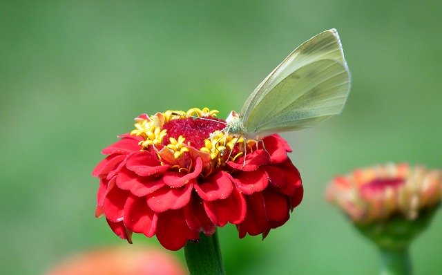 Free download Butterfly Insect Zinnia -  free photo or picture to be edited with GIMP online image editor