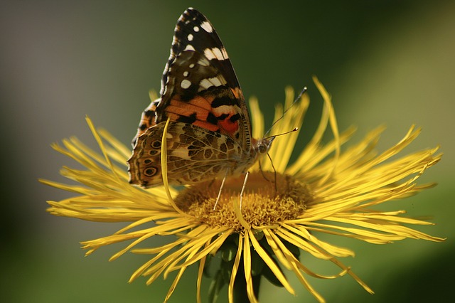 Free download butterfly jo boonstra groningen free picture to be edited with GIMP free online image editor