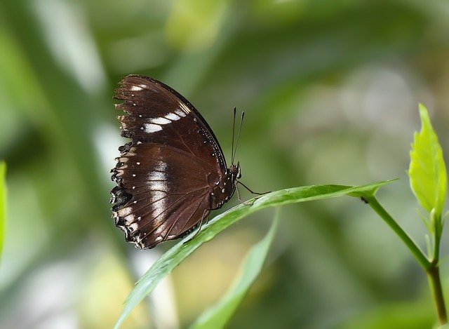 Free download Butterfly Kelebek Böcek -  free photo or picture to be edited with GIMP online image editor