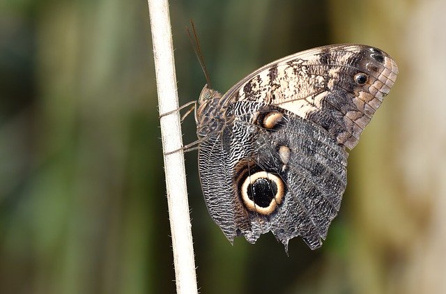 Muat turun percuma Butterfly Kelebek Doğa - foto atau gambar percuma untuk diedit dengan editor imej dalam talian GIMP