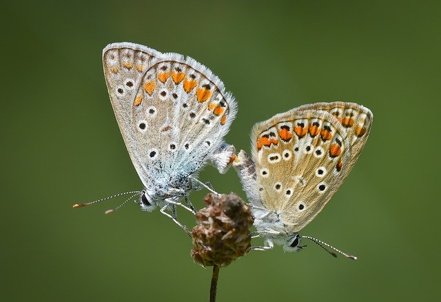 Muat turun percuma Butterfly Kelebek Macro - foto atau gambar percuma untuk diedit dengan editor imej dalam talian GIMP