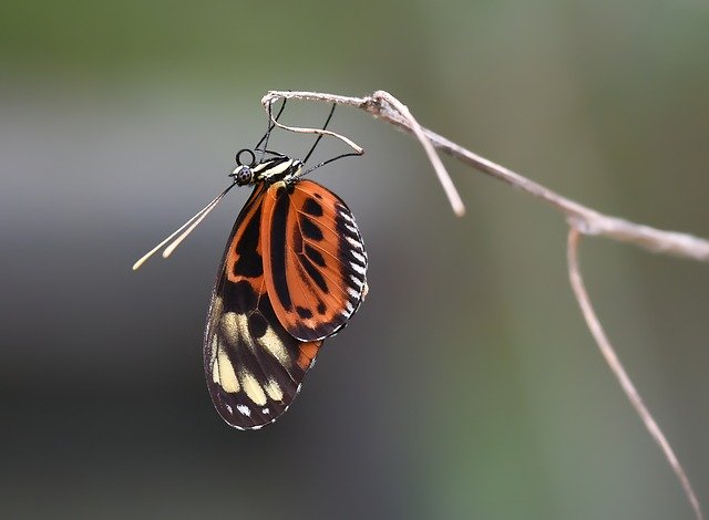 دانلود رایگان Butterfly Kelebek Macro Böcek - عکس یا تصویر رایگان قابل ویرایش با ویرایشگر تصویر آنلاین GIMP