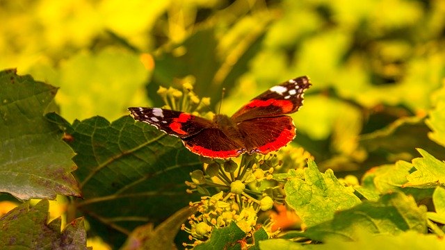 Free download Butterfly Kepenek -  free photo or picture to be edited with GIMP online image editor
