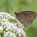 Butterfly lands on flower  screen for extension Chrome web store in OffiDocs Chromium