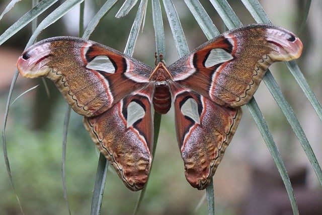 Free download butterfly large wing nature easy free picture to be edited with GIMP free online image editor