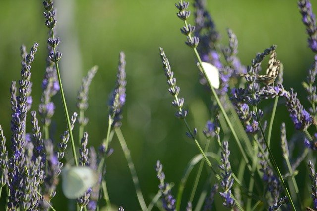 Kostenloser Download Schmetterlings-Lavendel - kostenloses Foto oder Bild zur Bearbeitung mit GIMP Online-Bildbearbeitung