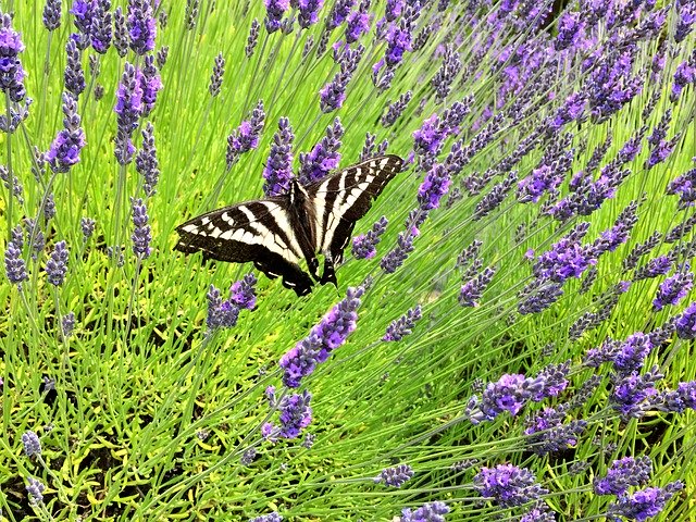 Descarga gratuita Butterfly Lavender Garden: foto o imagen gratuita para editar con el editor de imágenes en línea GIMP