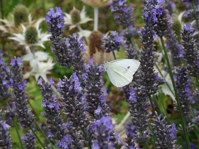 Kostenloser Download Butterfly Lavender Nature - kostenloses Foto oder Bild zur Bearbeitung mit GIMP Online-Bildbearbeitung