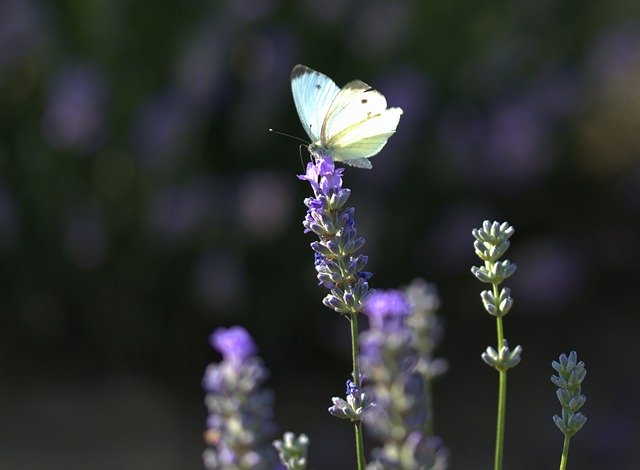 Download gratuito Butterfly Lavender Wings - foto o immagine gratuita da modificare con l'editor di immagini online GIMP