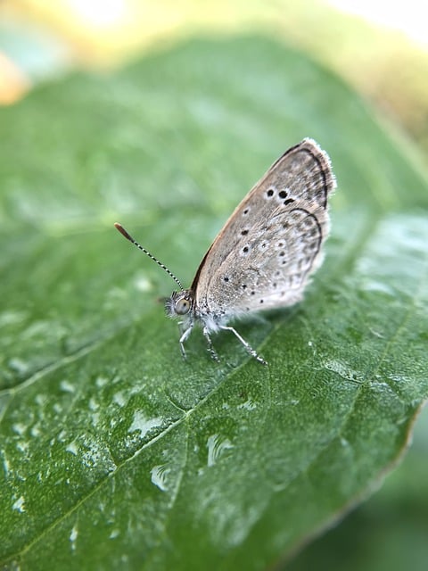 Free download butterfly leaf bug plant animal free picture to be edited with GIMP free online image editor