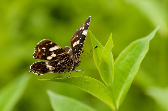 무료 다운로드 나비는 김프 무료 온라인 이미지 편집기로 편집할 곤충 꽃가루 무료 사진을 남깁니다.